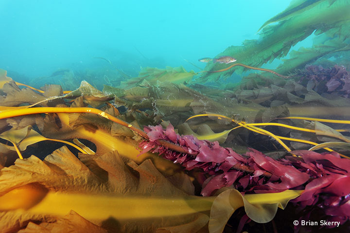 Kelp Forest at Cashes Ledge; 70-miles off the coast of Maine