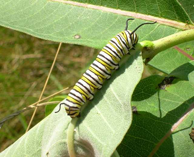 Monarch caterpillar, 2010 Photo Contest Entry © Harry Wales
