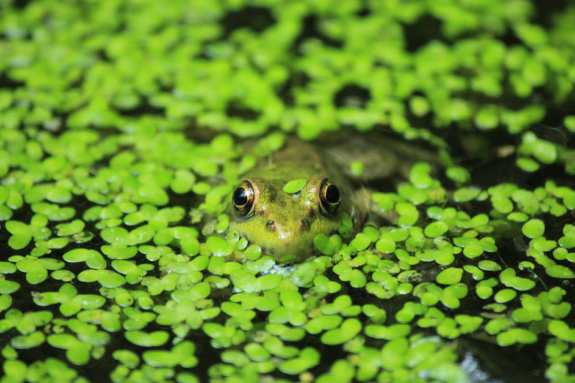 Frog, 2012 Photo Contest Entry © Amy Vaughn