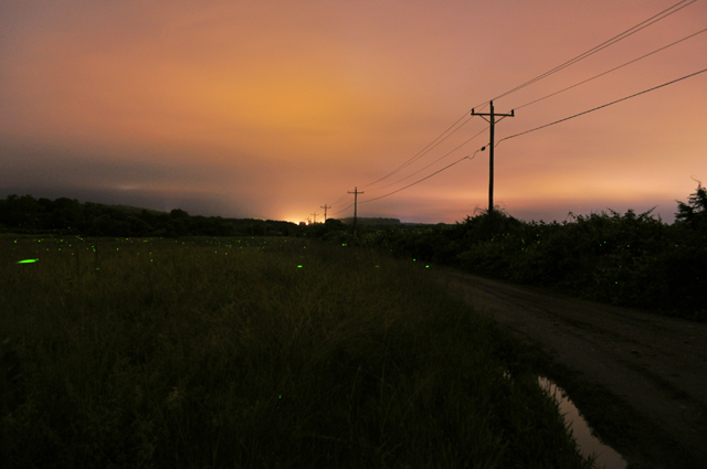 Long Exposure of Fireflies, 2012 Photo Contest Entry © Greg Saulmon