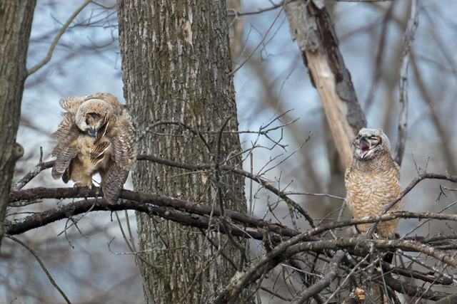 Great horned owlets at Arcadia, 2014 Photo Contest Entry © Joseph Oliverio