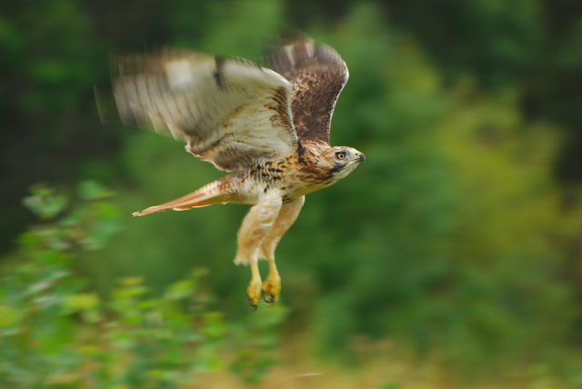 Red-tailed Hawk, 2012 Photo Contest Entry © Stephen Flint