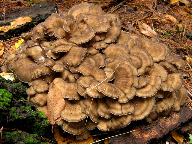 Hen of the woods © Rosemary Mosco/Mass Audubon