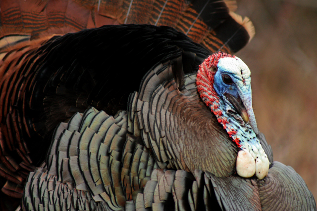 Leggs Learns That Wild Turkeys Have Wings - The Provincetown Independent