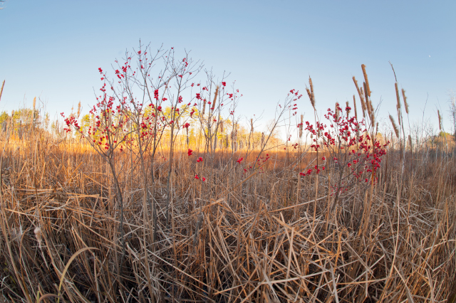 2011 Photo Contest Entry © Michael Neufeld