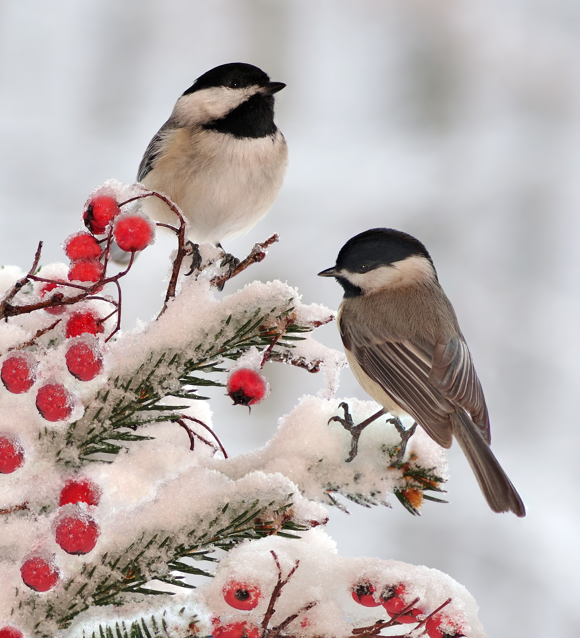 5 Great Reasons To Support Mass Audubon On #GivingTuesday | Mass ...