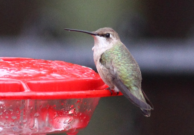 Black-chinned hummingbird © Sean Williams
