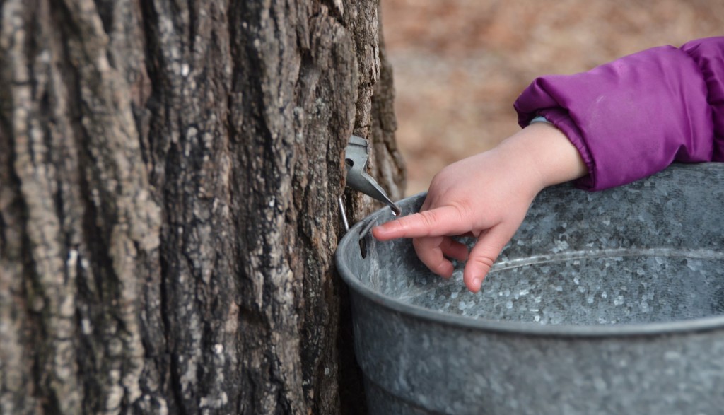 Drumlin Farm sugaring