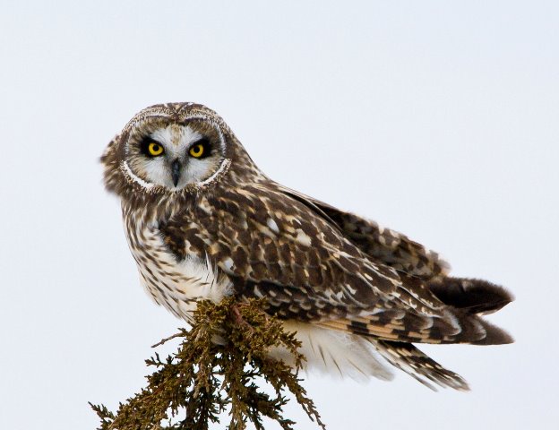 Short-eared owl © Jim Sonia
