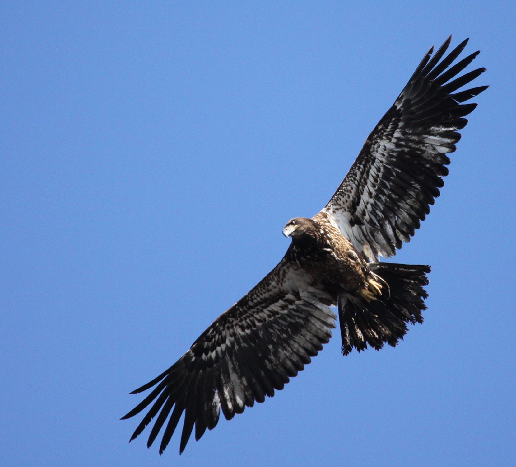 Joppa immature bald eagle photo by David LarsonBAEA-imm1-DLarson