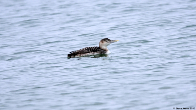Yellow-billed loon at Provincetown © Steve Arena