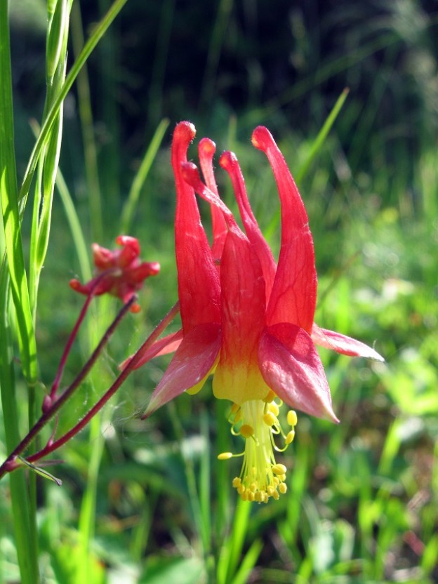 Red Columbine | Mass Audubon – Your Great Outdoors