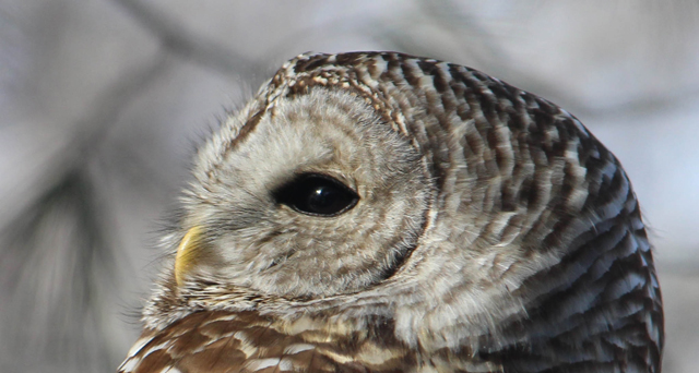Barred owl © Robert Paterson