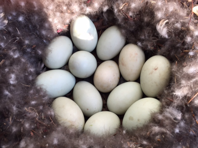 A nest of 13 mallard eggs