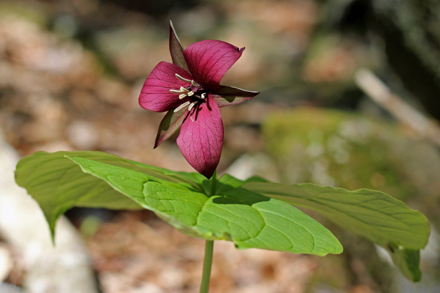 Red Trillium © Tom Walsh, 2012 Photo Contest Entry