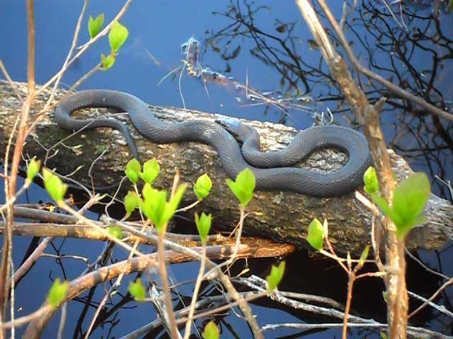 Photo of northern water snake basking © Elizabeth McGurn