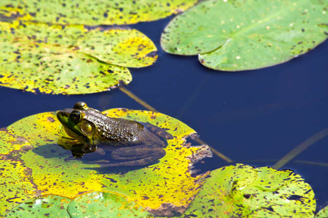 Bullfrog basking in the sunshine © Jennifer Freitas