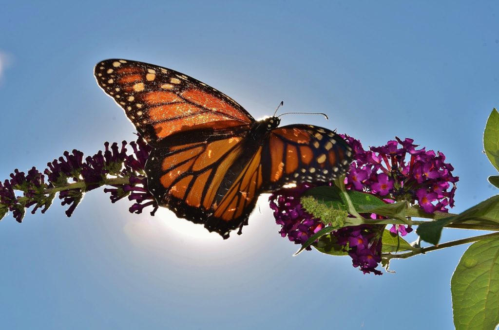 Monarch butterfly basking in the sunshine © Chris Lang
