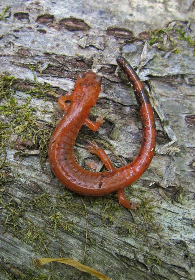 Eastern Red-Backed Salamander © Richard Johnson