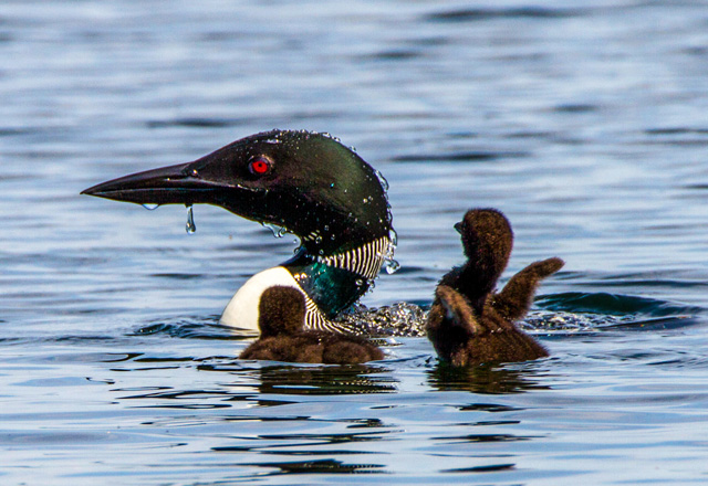 Common Loon and Chicks © Emily Eaton, 2014 Photo Contest Entry
