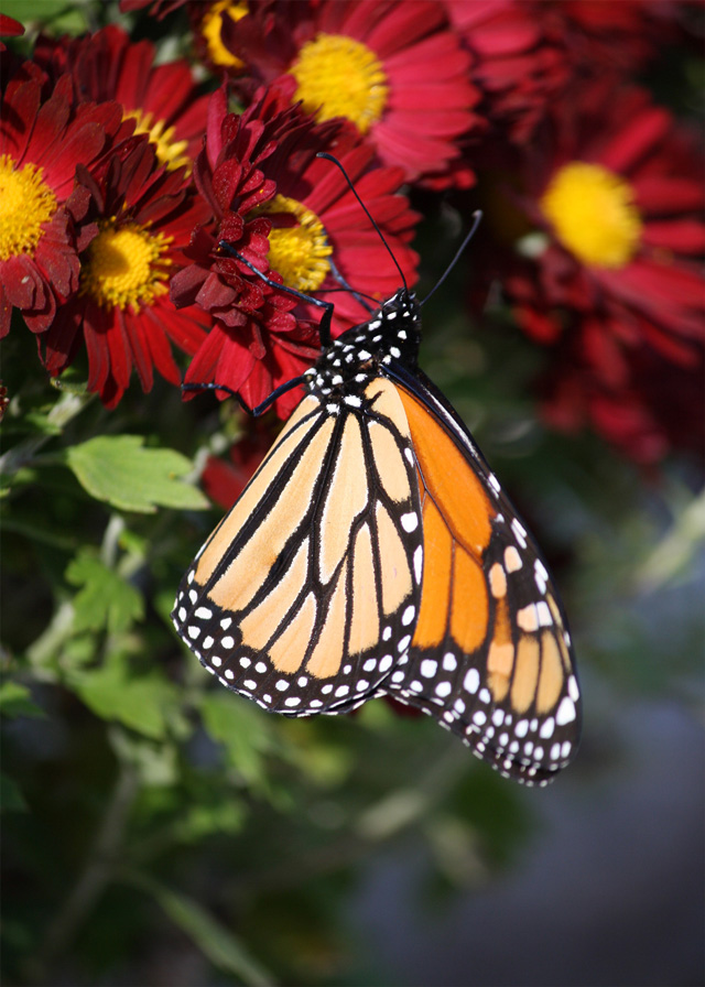 Monarch butterfly © Liana Jackson, 2014 Photo Contest