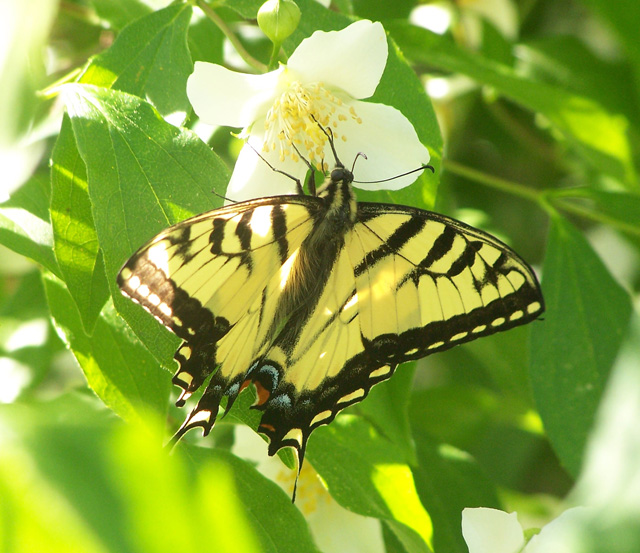 Tiger Swallowtail © Brenda Dowdell, 2011 Photo Contest