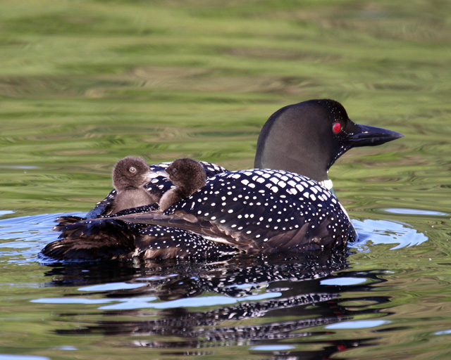 Common Loon and Chicks © Michael Phillips, 2014 Photo Contest Entry