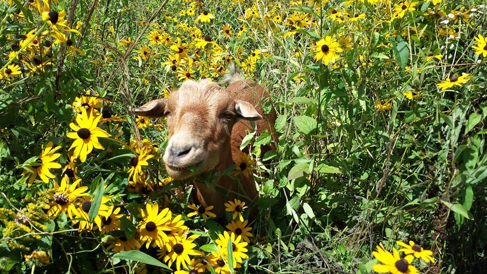 HabitatGoat