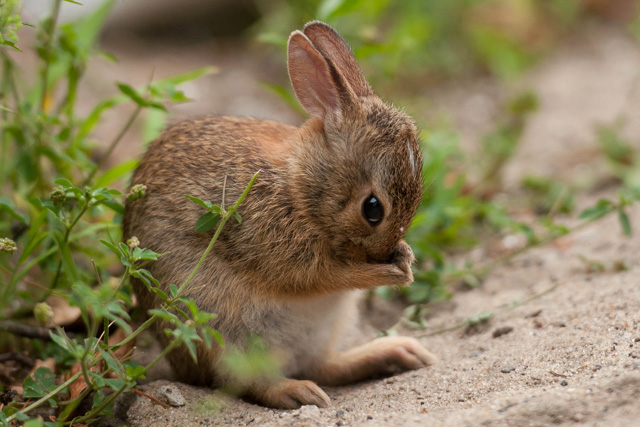 Take 5: Down the Rabbit Hole | Mass Audubon – Your Great Outdoors