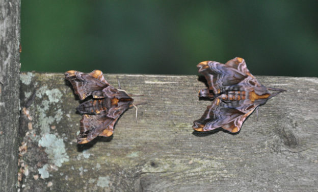 Small-eyed Sphinx Moths (Paonias myops) © Christine Silver, Photo Contest 2013