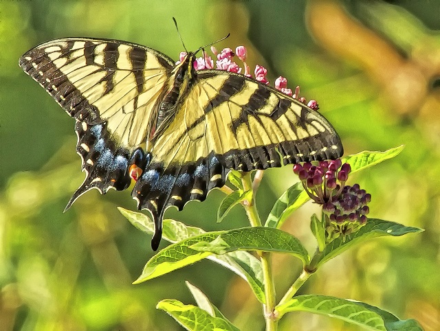 Eastern Swallowtail Constantine Gregory