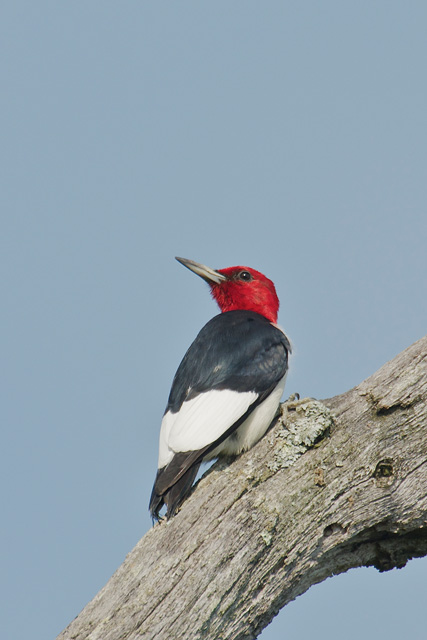 Red-Headed Woodpecker © Ken Lee, Photo Contest 2012