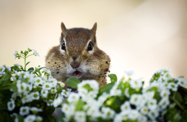 Eastern Chipmunk © Colleen Bruso, Photo Contest 2015
