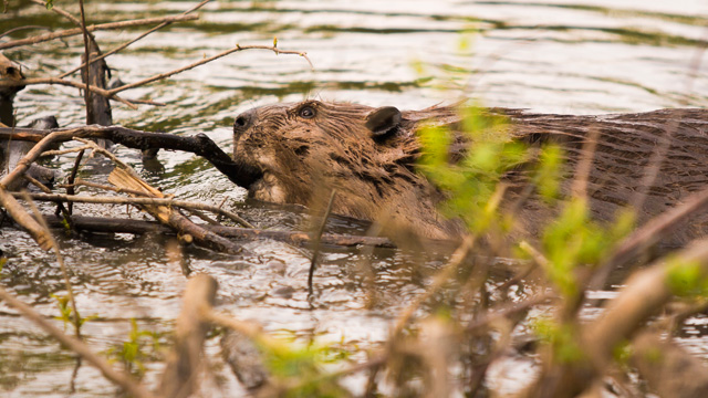 Beaver © David Zulch, Photo Contest 2015