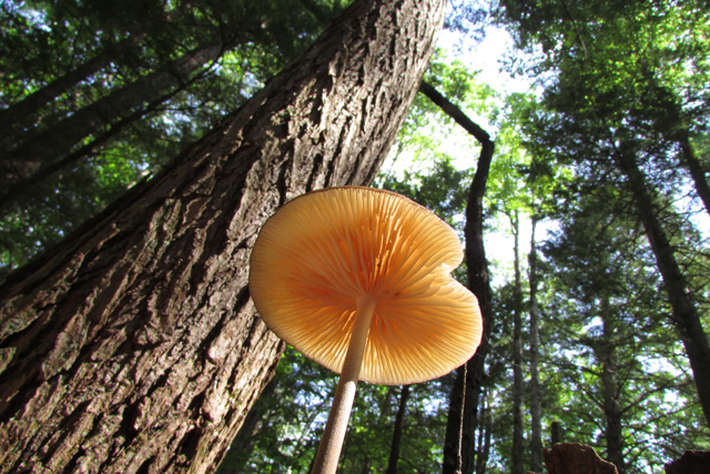 Xerula Furfuracea (fungi, mushroom) © Sarah LaPointe , Photo Contest 2013