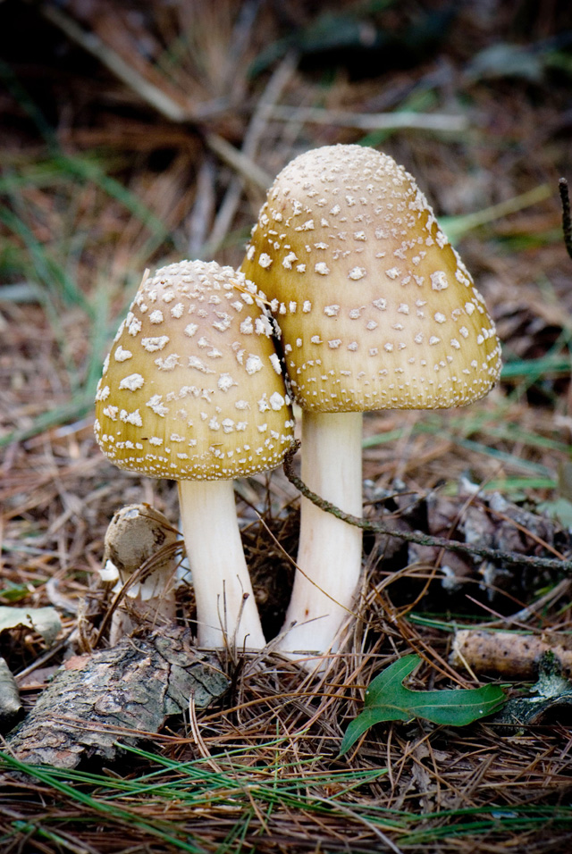 Amanita Rubescens (fungi, mushroom) © Sarah Sindoni, Photo Contest 2013