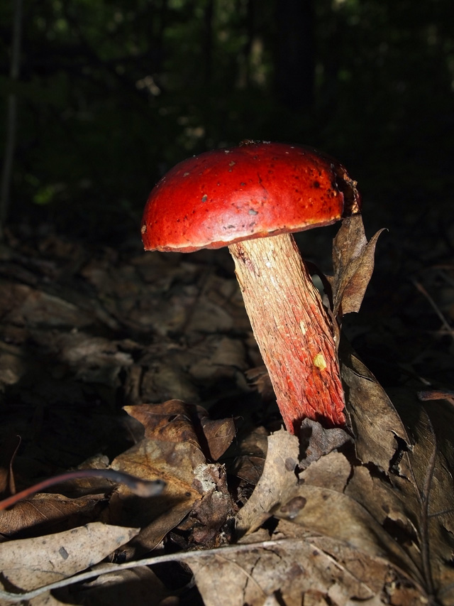 Exsudiporus Frostii (fungi, mushroom) © Ruby Sarkar, Photo Contest 2013