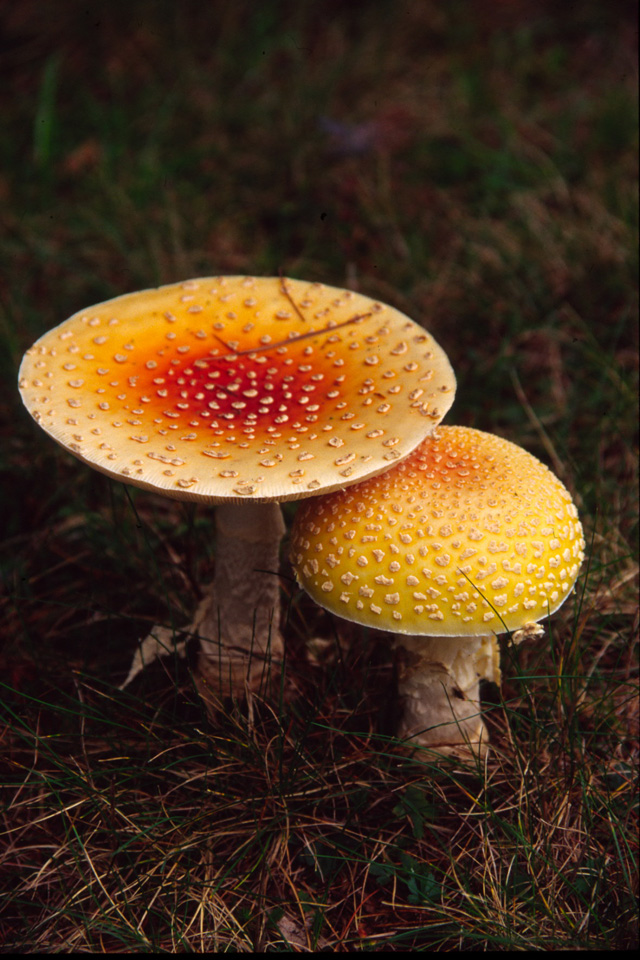 Amanita Guessowii (fungi, mushroom) © Virginia Sands, Photo Contest 2013