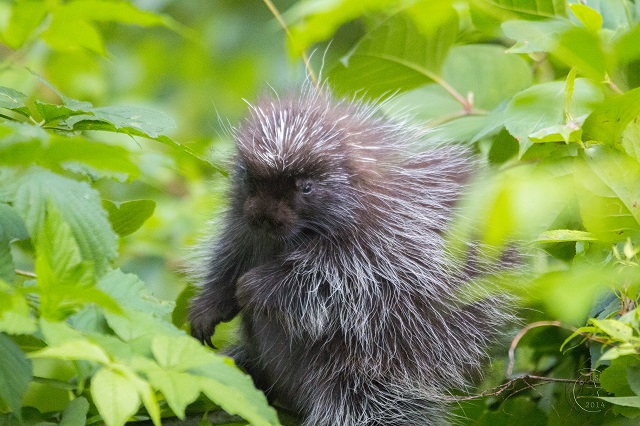 porcupine shooting quills