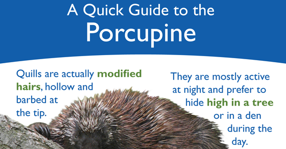 infographic_porcupine_560x292