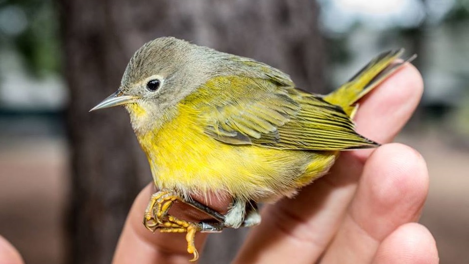 Young male Nashville warbler at the Wellfleet Bay Bird Banding station via Elora Grahame