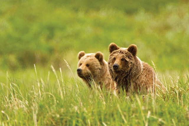 etan-kamchatka-brown-bear-640