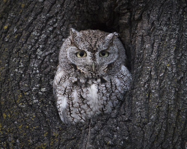 Screech owl (c) Nathan Goshgarian