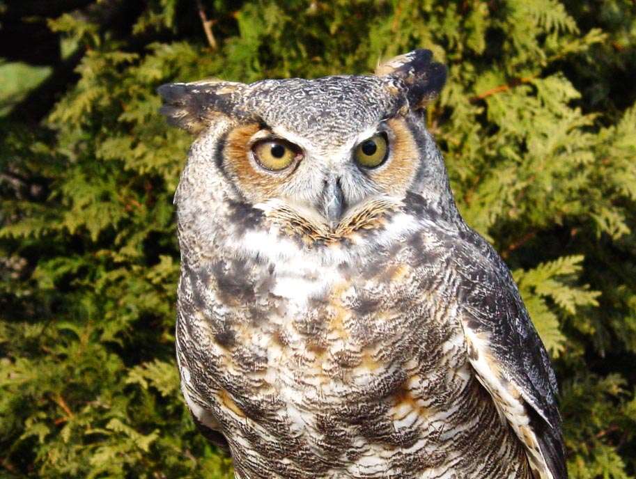 Great Horned Owl