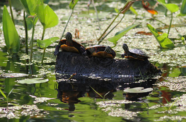 How to Help Turtles | Mass Audubon – Your Great Outdoors