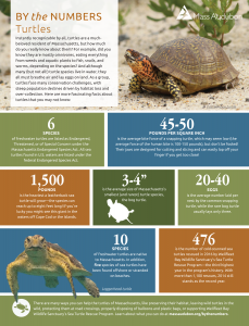 How to Help Turtles | Mass Audubon – Your Great Outdoors