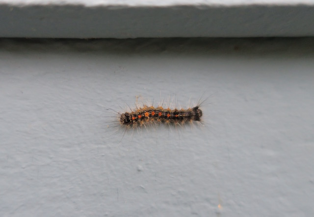 fuzzy black caterpillar