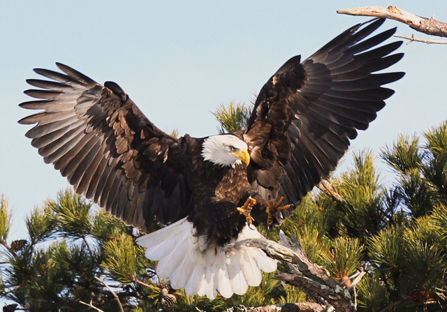 Bald Eagle © Joseph Cavanaugh