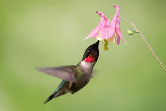 Ruby-throated Hummingbird © Phil Sorrentino