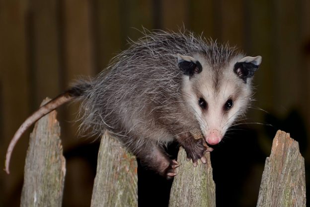 Take 5: Awesome Opossums 